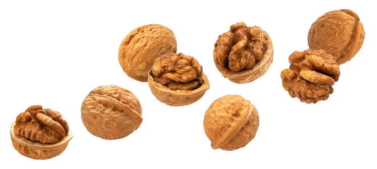 بهترین روش نگهداری گردو تازه